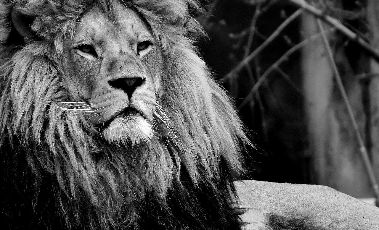 lion, predator, black-and-white-3318110.jpg